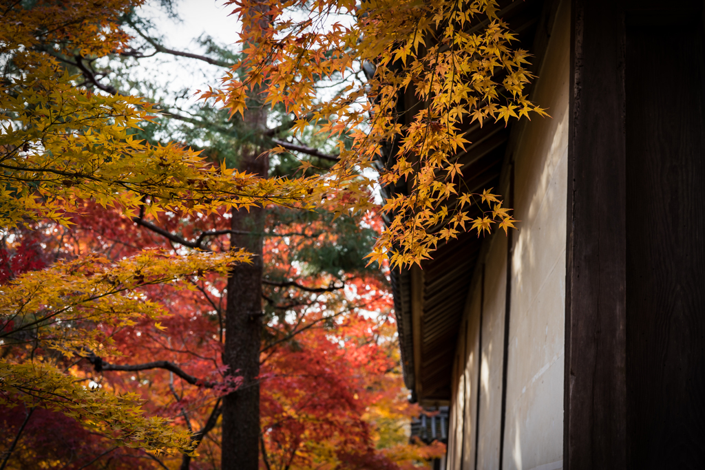 秋の二尊院2