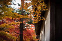 秋の二尊院2