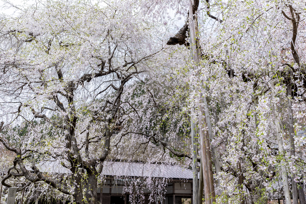 常照皇寺九重桜