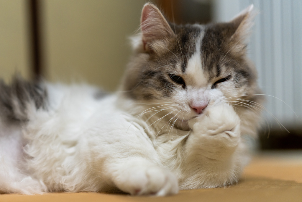 吾輩は猫である