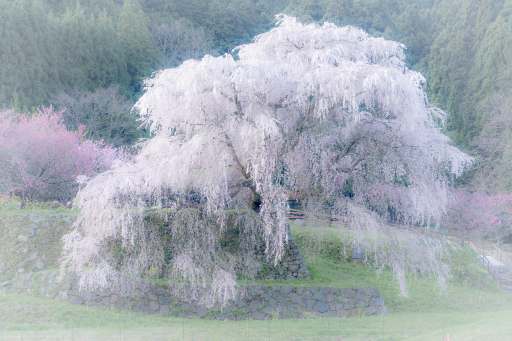 又兵衛桜2