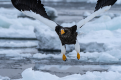 氷上のオオワシ4