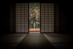 秋の高桐院2