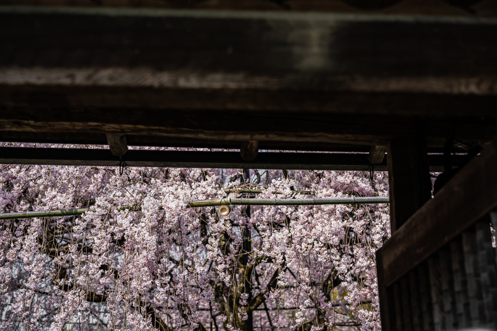退蔵院