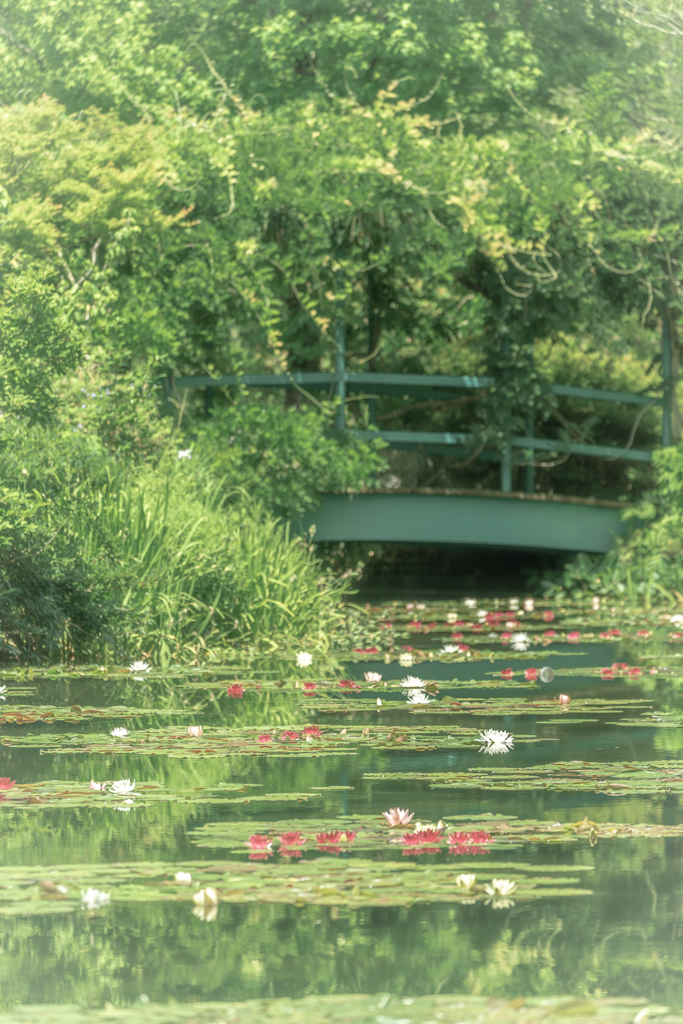 睡蓮が咲くころに2