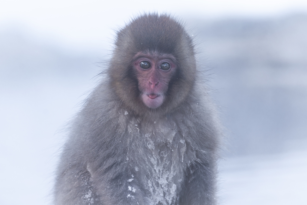 スノーモンキー2