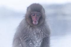 スノーモンキー2