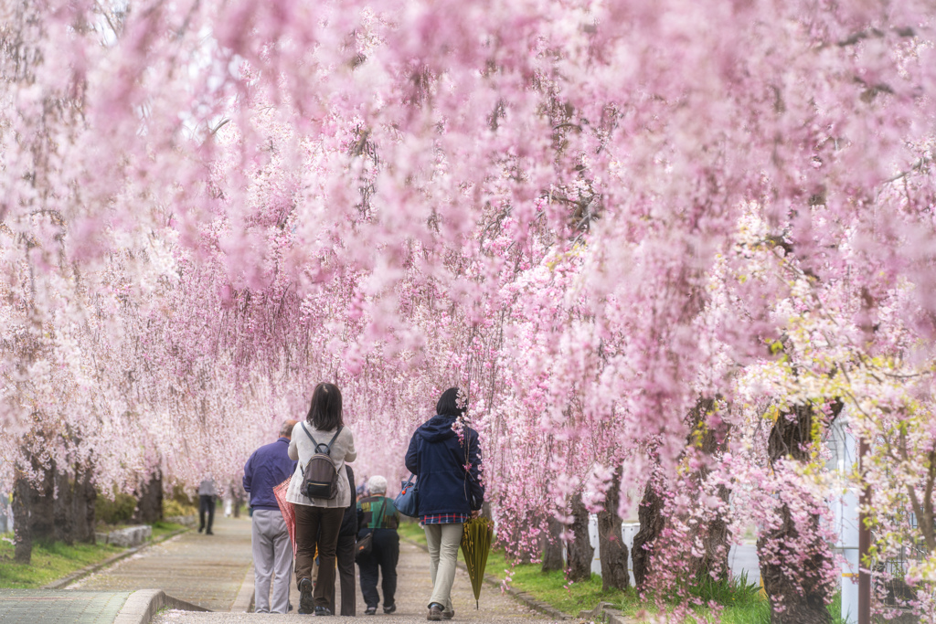 日中線しだれ桜並木3