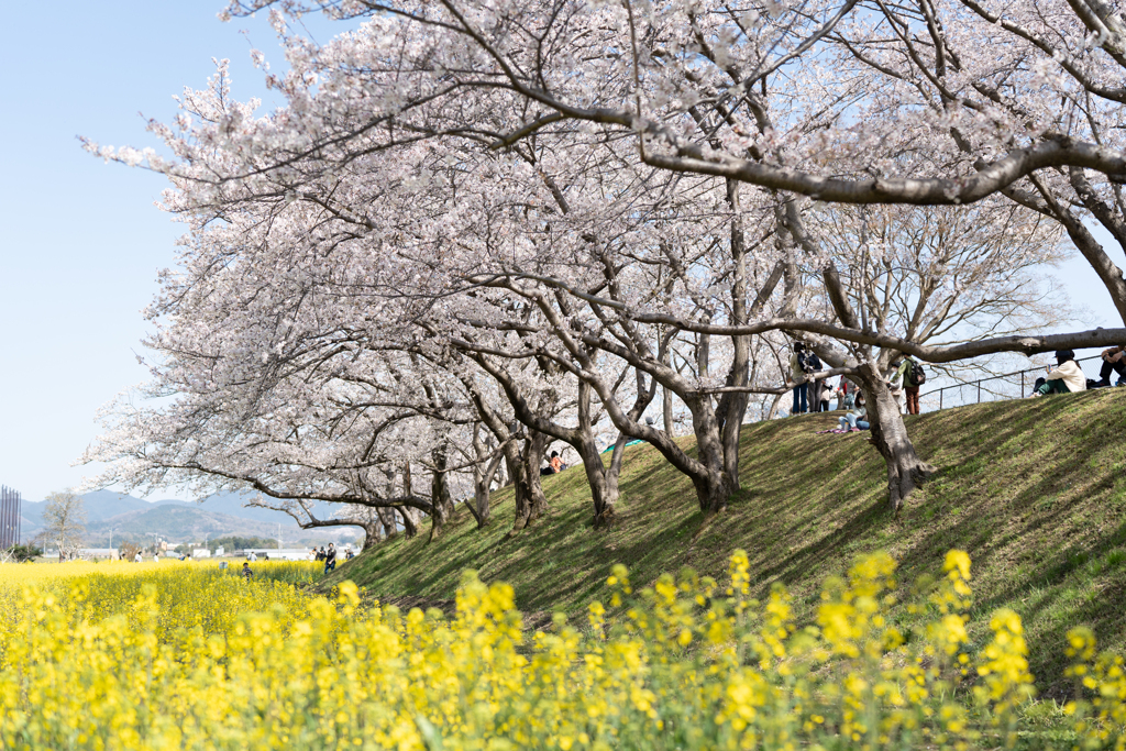 藤原宮跡4