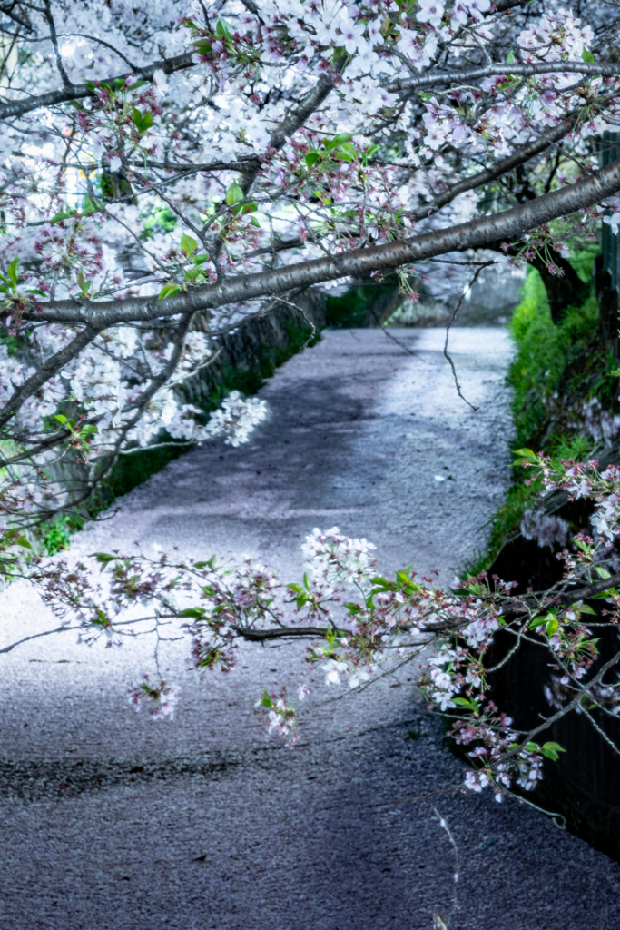 夜の京都の花筏