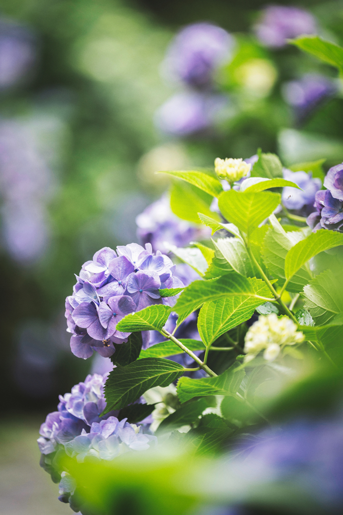 下田の紫陽花2