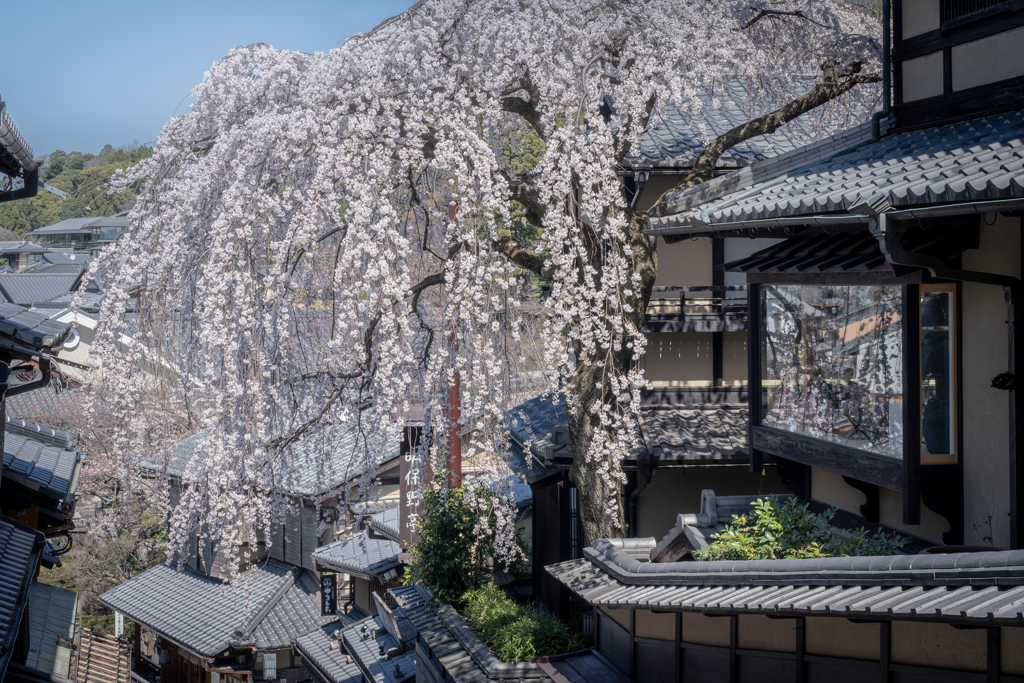 産寧坂の枝垂桜