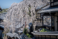 産寧坂の枝垂桜