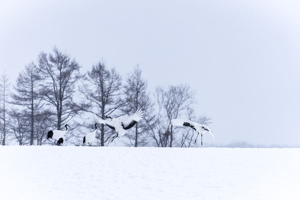伊藤サンクチュアリ