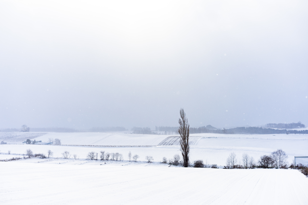 或る丘のポプラ