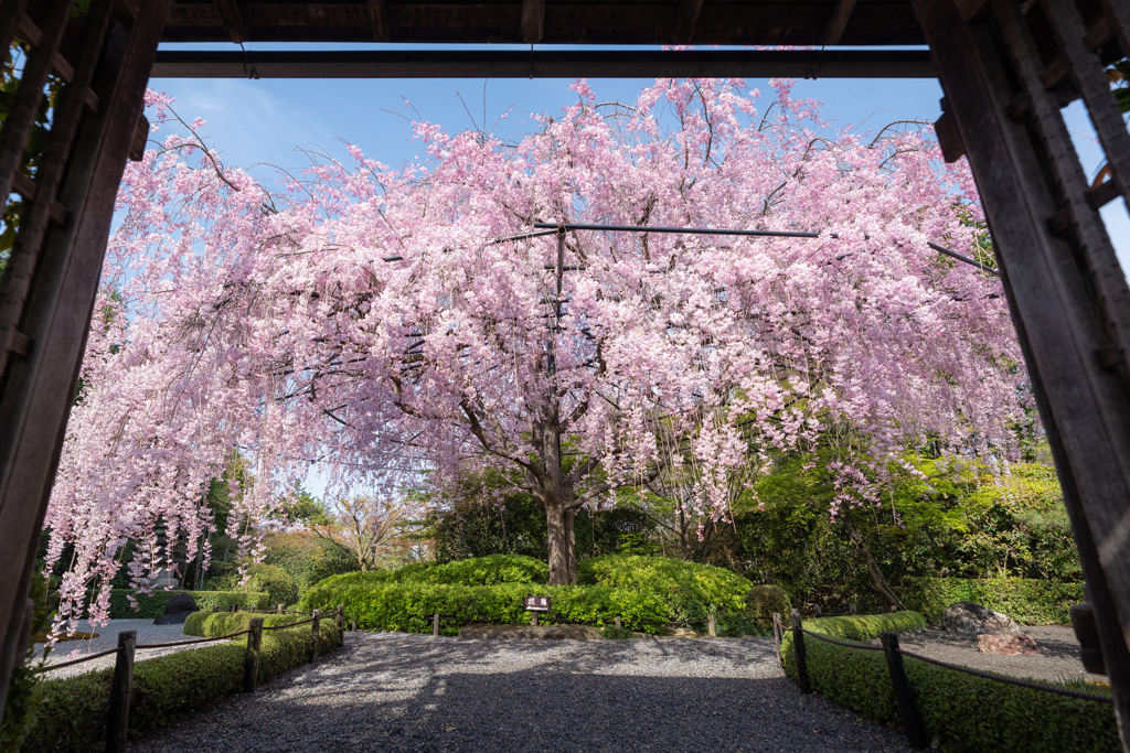 退蔵院