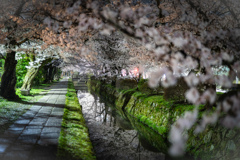 夜の哲学の道