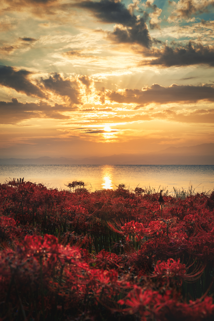 琵琶湖の夜明けと彼岸花