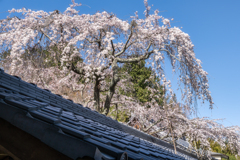 桜の季節がやってきた2