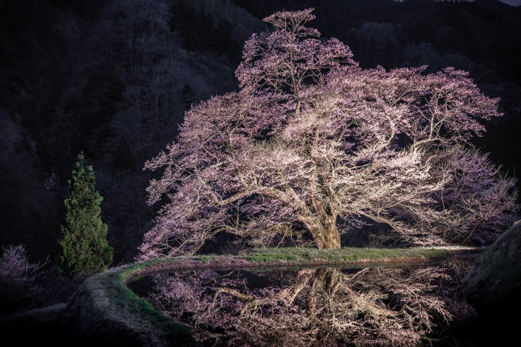 駒つなぎの夜桜2