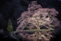 駒つなぎの夜桜2