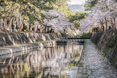 夙川河川敷緑地2