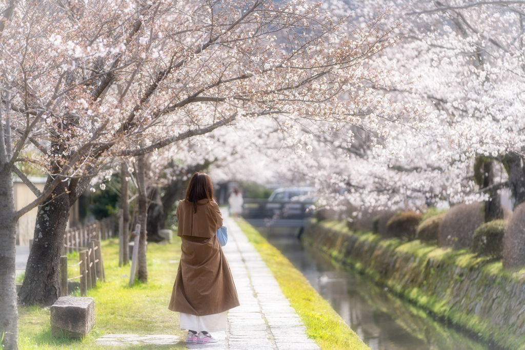 桜の季節がやってきた6