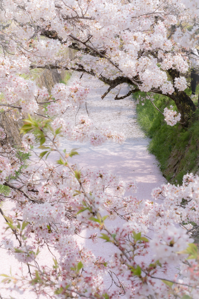 京都の花筏