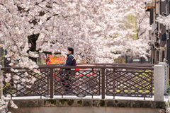 木屋町散歩5