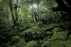 苔むす森