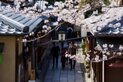 春の石塀小路 