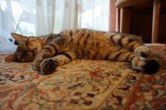 猫