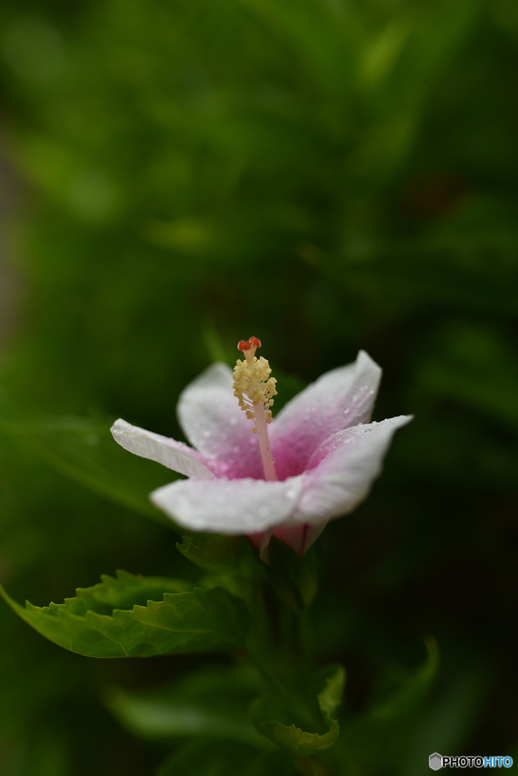 凛　２