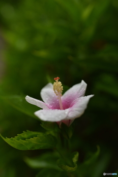 凛　２