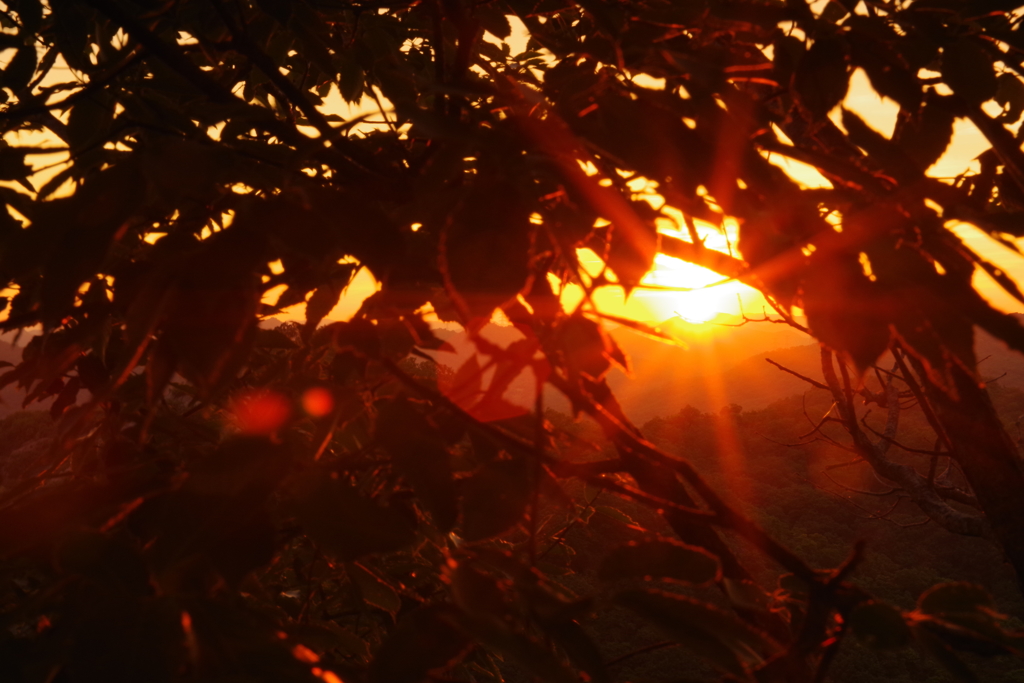 夕日