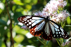 アサギマダラ２