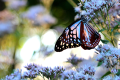 アサギマダラ１