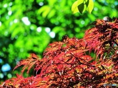 紅い葉♪
