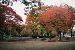 公園の紅葉♪
