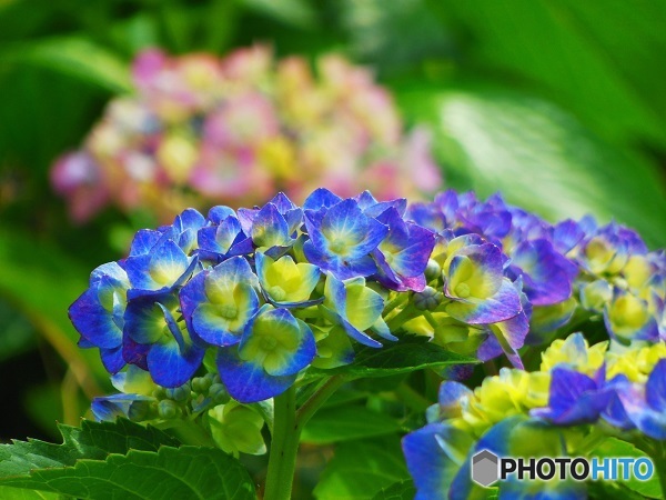 紫陽花蒼♪