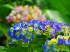 紫陽花蒼♪