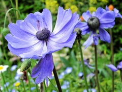 蒼の花♪