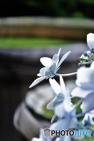 白紫陽花