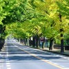 イチョウ並木♪