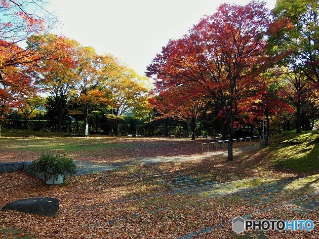 公園の秋
