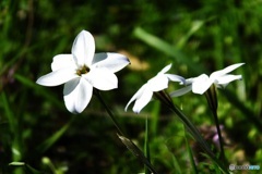 シロのお花