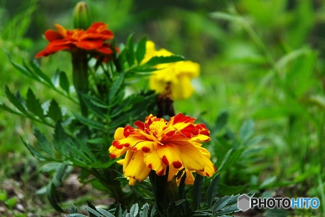 黄色いお花