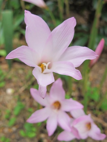 可愛いお花♪