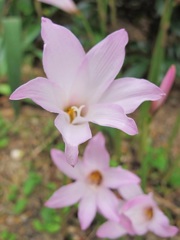 可愛いお花♪