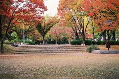 公園の紅葉(^^♪